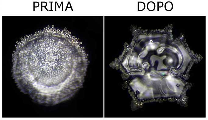 Cristalli d'acqua prima e dopo averla caricata con campi bioenergetici, foto secondo Emoto fatte dal laboratorio Atelier für Kunst und Mystic in Svizzera. 