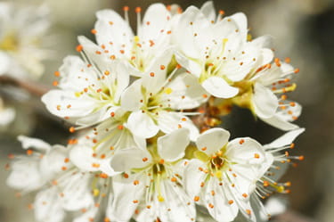 White Chestnut - Dose - Fiore di Bach