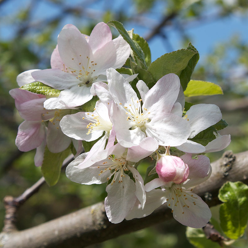 CRAB APPLE