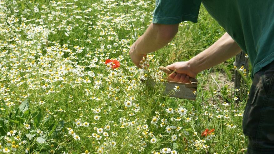 Dalla Raccolta Alla Vostra Tazza